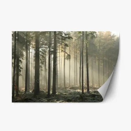 Repositionierbarer Aufkleber nebliger morgenwald mit sonnenstrahlen – Wallnifity®