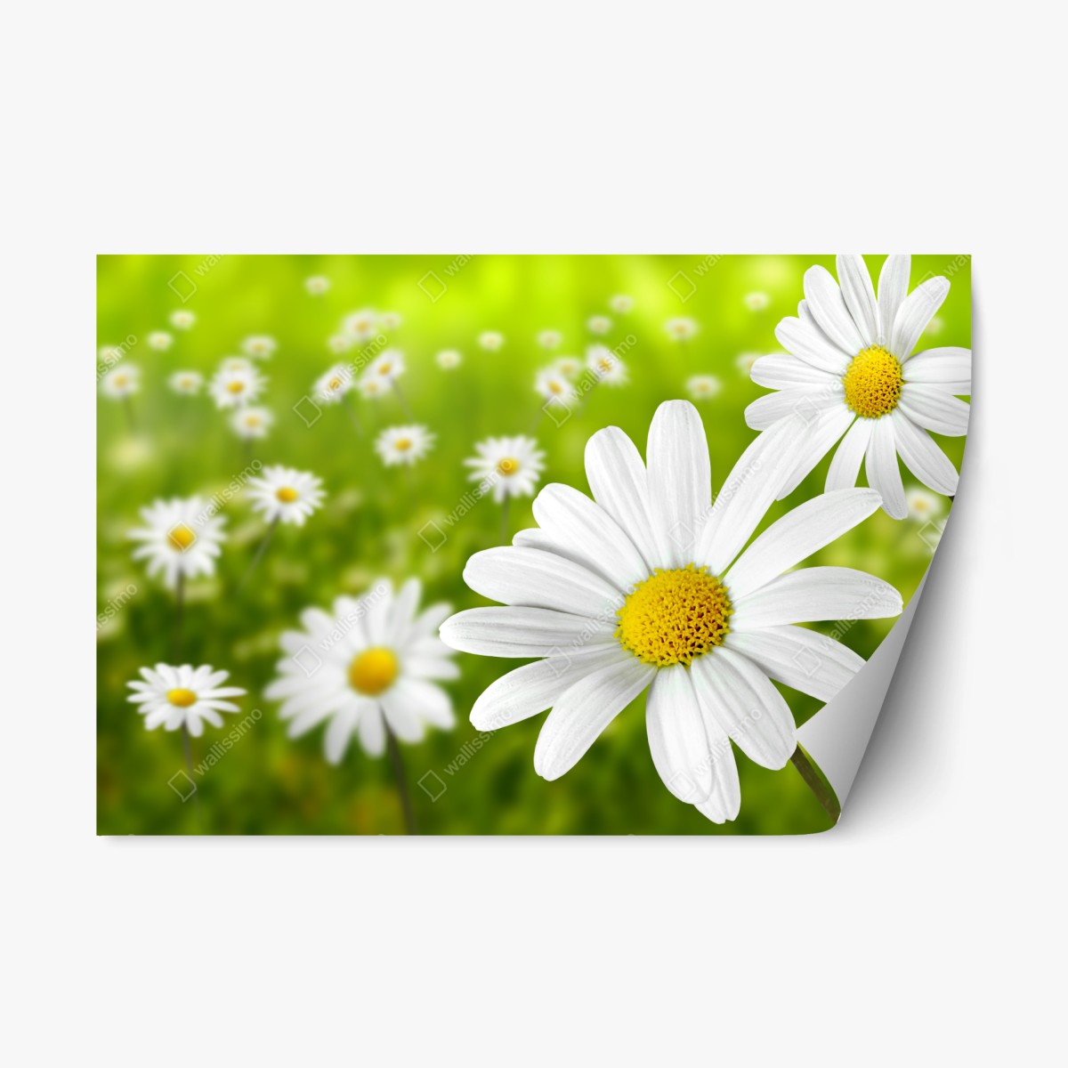 Repositionierbarer Aufkleber weiße gänseblümchen auf der wiese – Wallnifity®