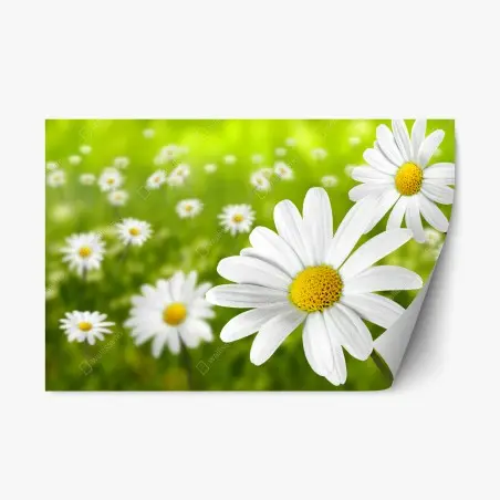 Repositionierbarer Aufkleber weiße gänseblümchen auf der wiese – Wallnifity®