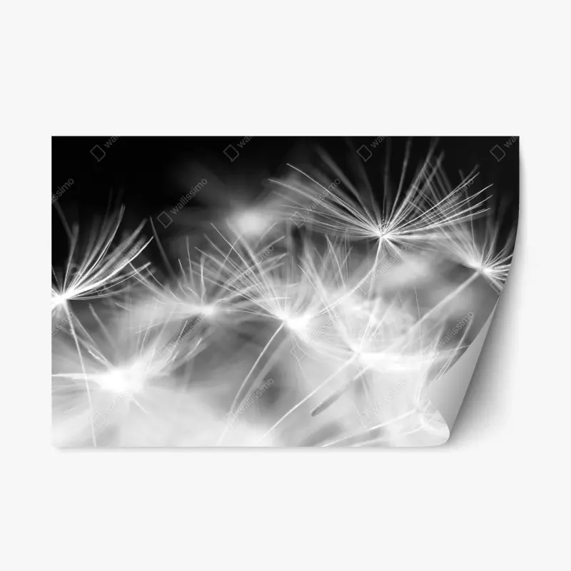 Repositionierbarer Aufkleber zarte löwenzahnsamen in monochrom