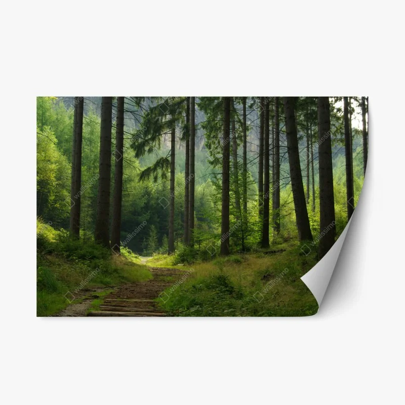 Repositionierbarer Aufkleber ruhiger waldpfad