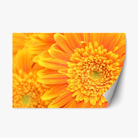Repositionierbarer Aufkleber leuchtende orange gerbera in makro – Wallnifity®
