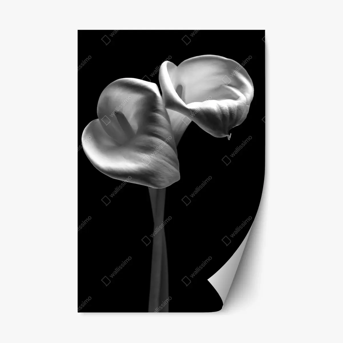 Repositionierbarer Aufkleber elegante calla-blüten in monochrom – Wallnifity®