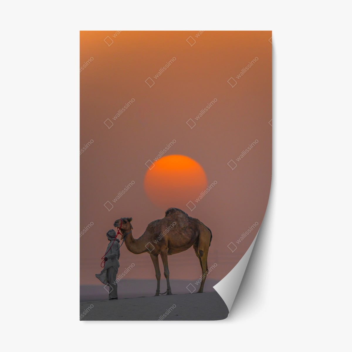 Repositionierbarer Aufkleber kamel vor sonnenuntergang in der wüste – Wallnifity®