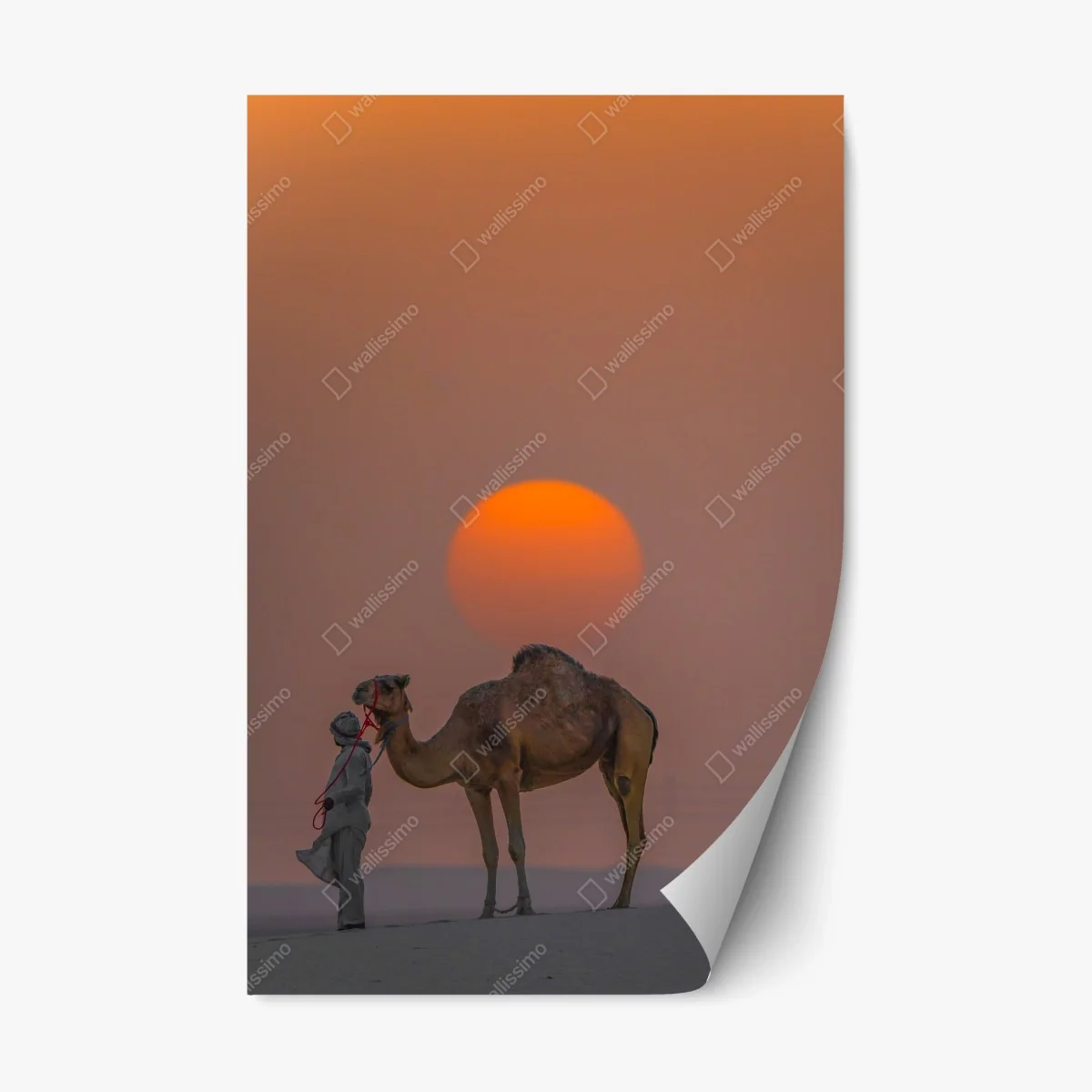 Repositionierbarer Aufkleber kamel vor sonnenuntergang in der wüste – Wallnifity® Repositionierbarer Aufkleber kamel vor sonnenuntergang in der wüste – Wallnifity®
