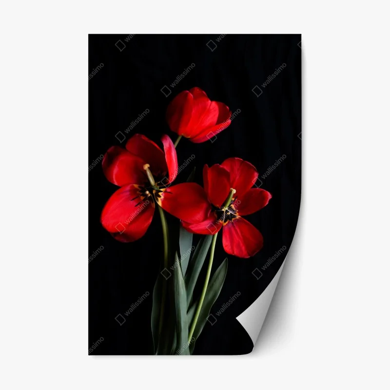 Repositionierbarer Aufkleber drei rote tulpen vor schwarzem hintergrund