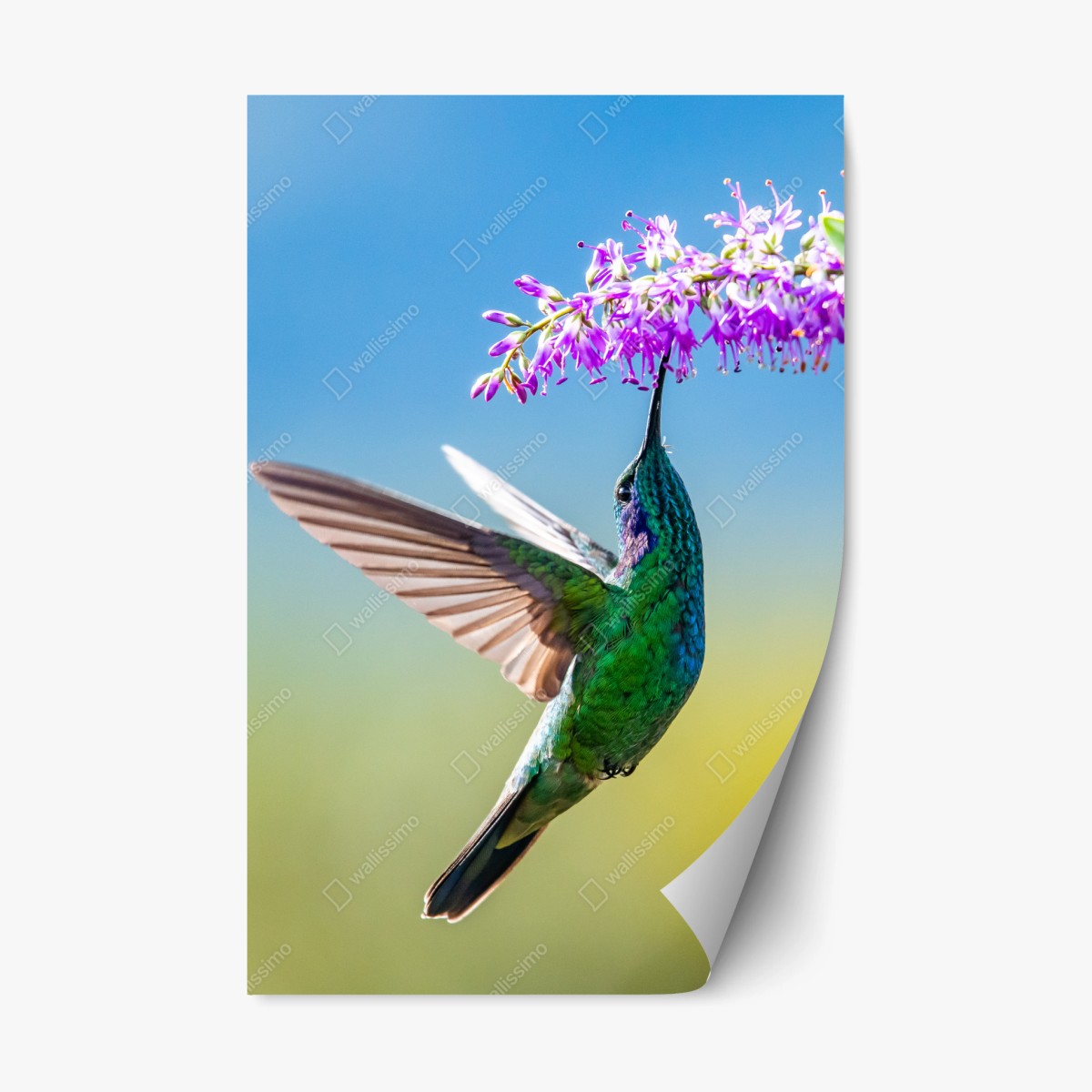 Repositionierbarer Aufkleber kolibri an violetter blüte – Wallnifity®