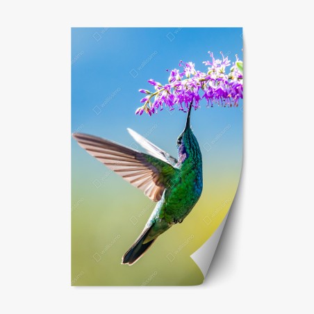 Repositionierbarer Aufkleber kolibri an violetter blüte – Wallnifity®