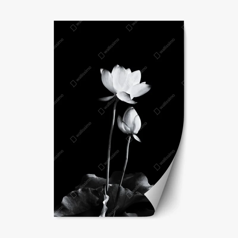Repositionierbarer Aufkleber weißer lotus in monochrom