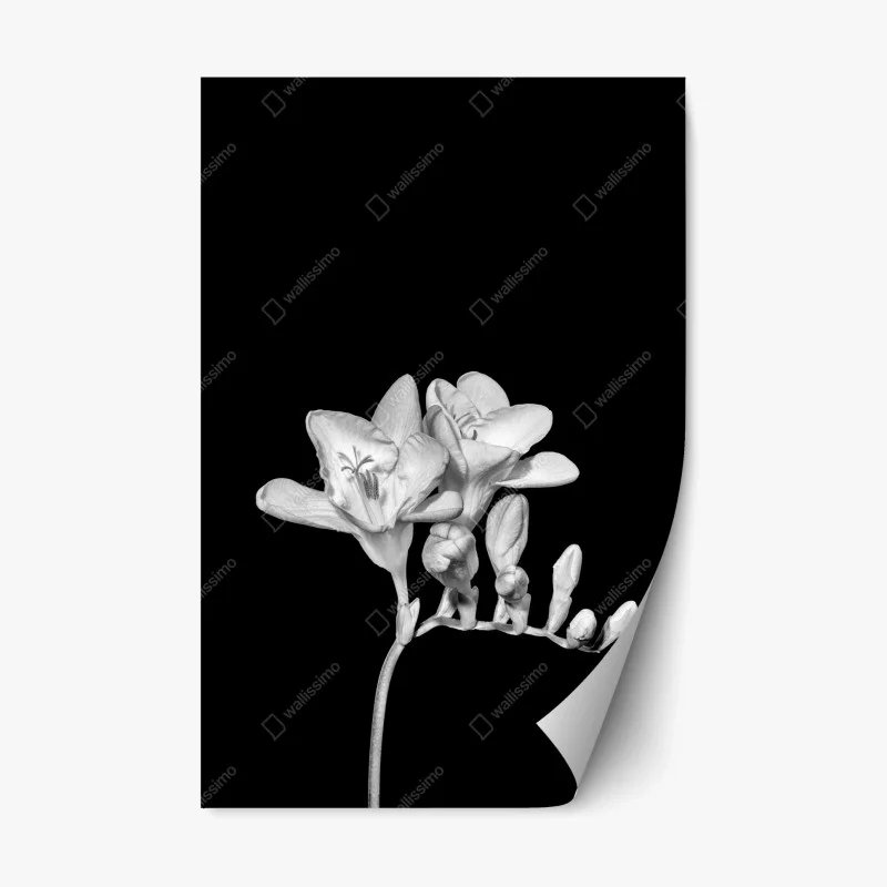 Blumen & Pflanzen – Wallnifity®