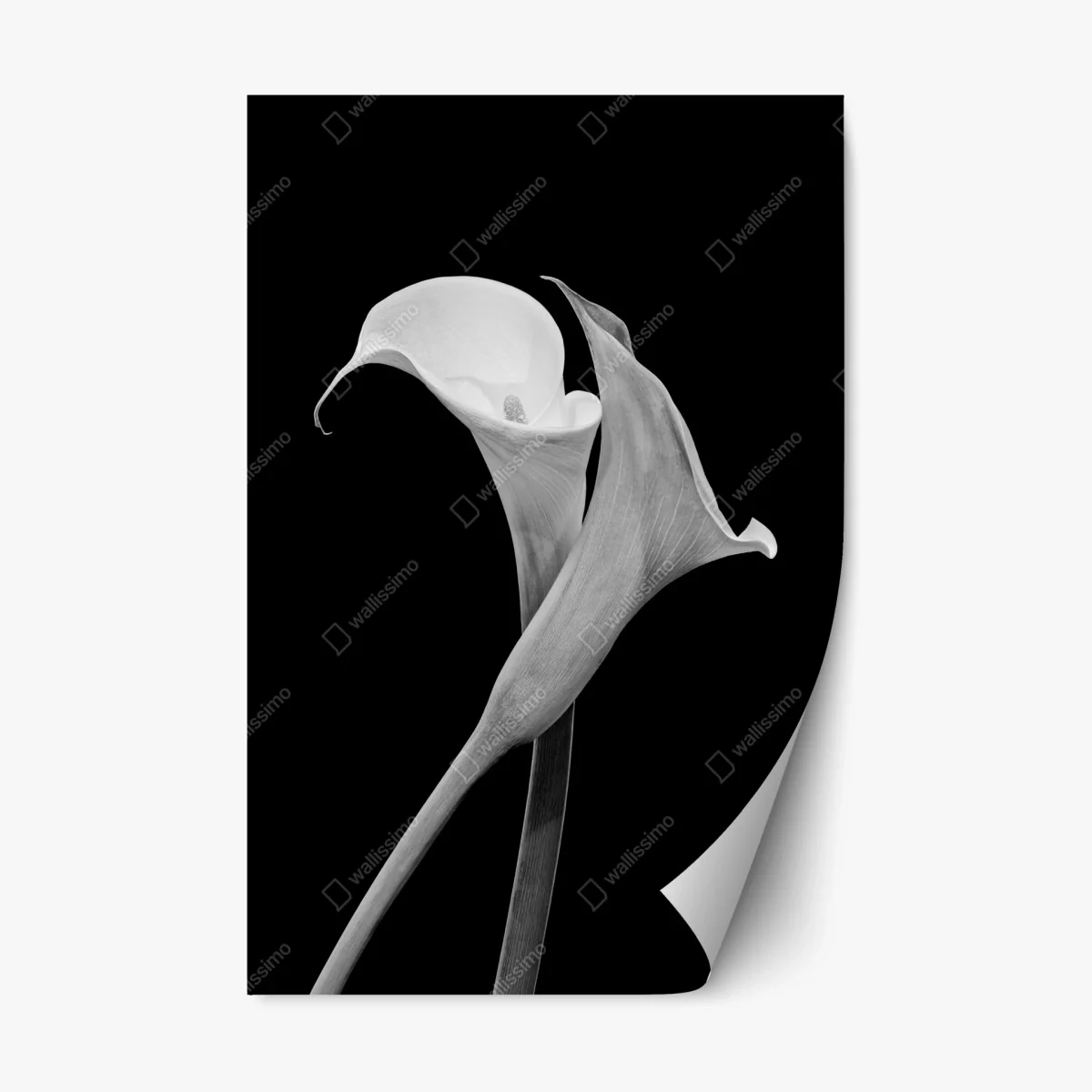Repositionierbarer Aufkleber elegante callas in monochrom – Wallnifity® Repositionierbarer Aufkleber elegante callas in monochrom – Wallnifity®