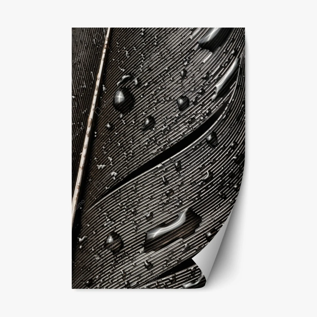 Repositionierbarer Aufkleber monochrome feder mit wassertropfen – Wallnifity® Repositionierbarer Aufkleber monochrome feder mit wassertropfen – Wallnifity®