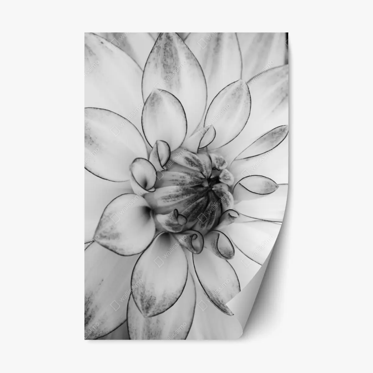 Repositionierbarer Aufkleber monochrome nahaufnahme einer dahlie – Wallnifity®