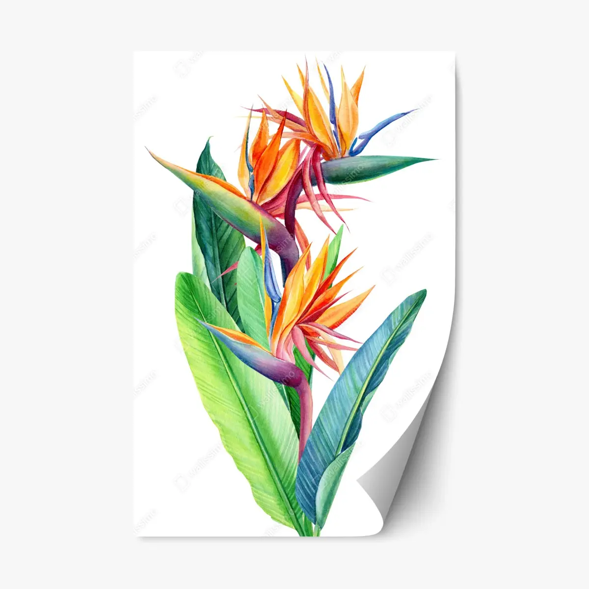 Repositionierbarer Aufkleber farbenfrohe strelitzie aquarell botanisches bild – Wallnifity®