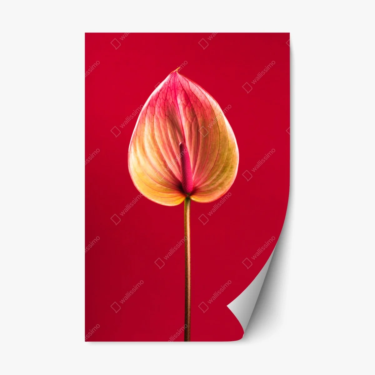 Repositionierbarer Aufkleber elegantes anthurium vor rotem hintergrund – Wallnifity® Repositionierbarer Aufkleber elegantes anthurium vor rotem hintergrund – Wallnifity®