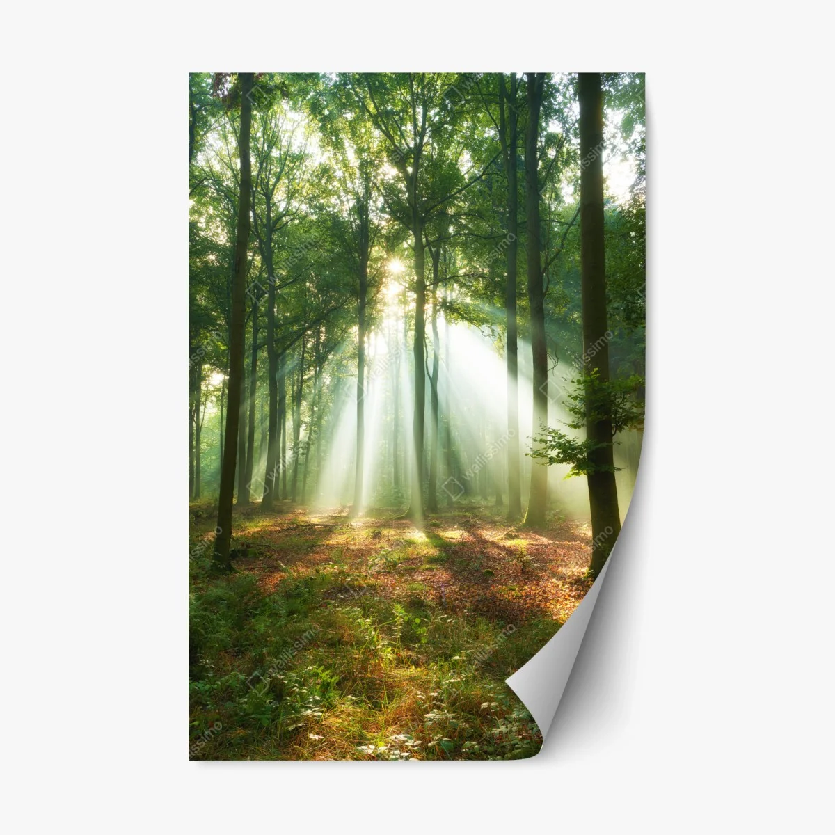 Repositionierbarer Aufkleber morgendliches licht im wald – Wallnifity® Repositionierbarer Aufkleber morgendliches licht im wald – Wallnifity®