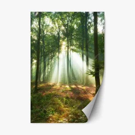 Repositionierbarer Aufkleber morgendliches licht im wald – Wallnifity®