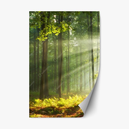 Repositionierbarer Aufkleber sonniger morgenwald – Wallnifity®