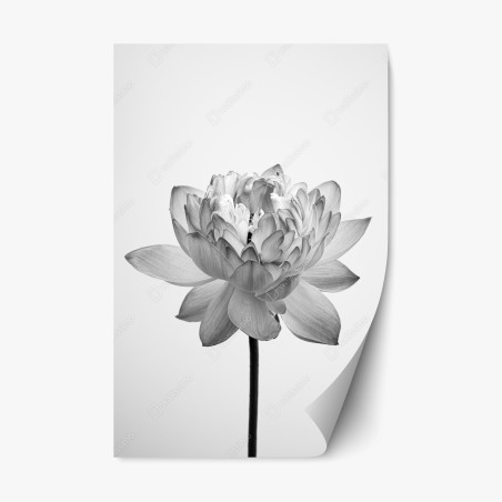 Repositionierbarer Aufkleber ruhevoller lotus in graustufen – Wallnifity®