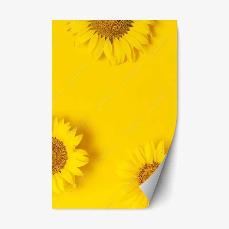 Repositionierbarer Aufkleber drei sonnenblumen auf gelbem hintergrund