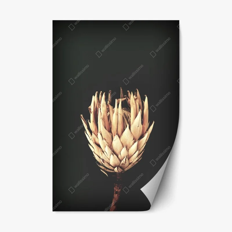 Repositionierbarer Aufkleber getrocknete protea in sepia
