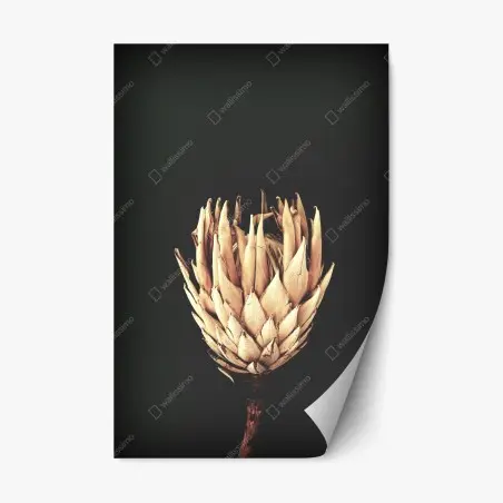 Repositionierbarer Aufkleber getrocknete protea in sepia – Wallnifity®