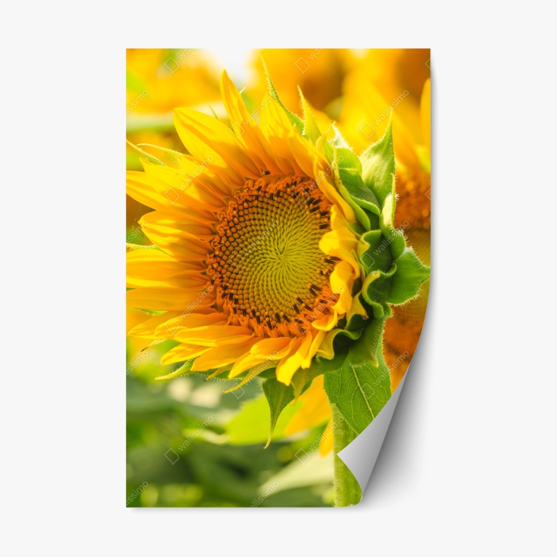 Blumen – Wallnifity®