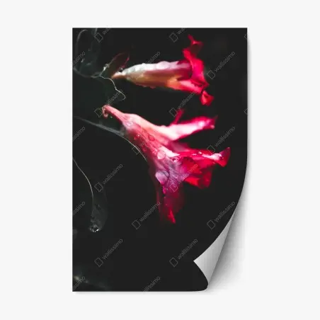 Repositionierbarer Aufkleber rosa trompetenblume mit tau – Wallnifity®