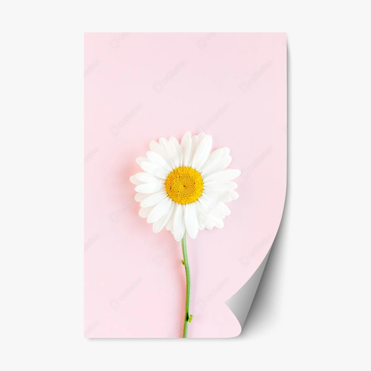 Repositionierbarer Aufkleber weißes gänseblümchen auf pastellrosa hintergrund – Wallnifity® Repositionierbarer Aufkleber weißes gänseblümchen auf pastellrosa hintergrund – Wallnifity®