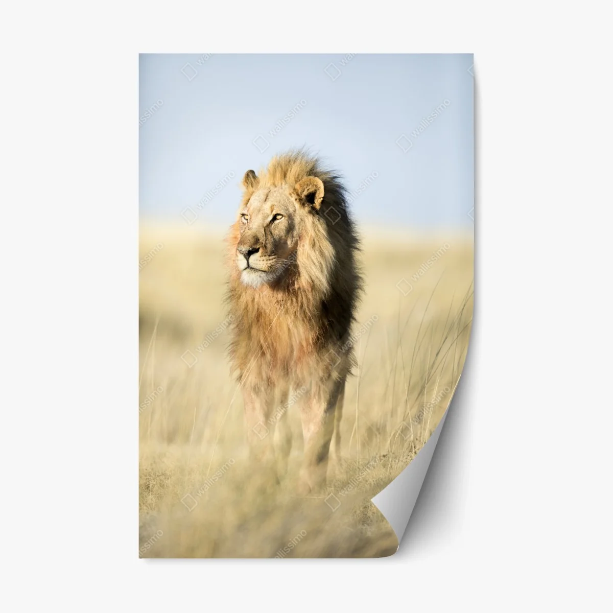 Repositionierbarer Aufkleber majestätischer löwe in der steppe – Wallnifity® Repositionierbarer Aufkleber majestätischer löwe in der steppe – Wallnifity®