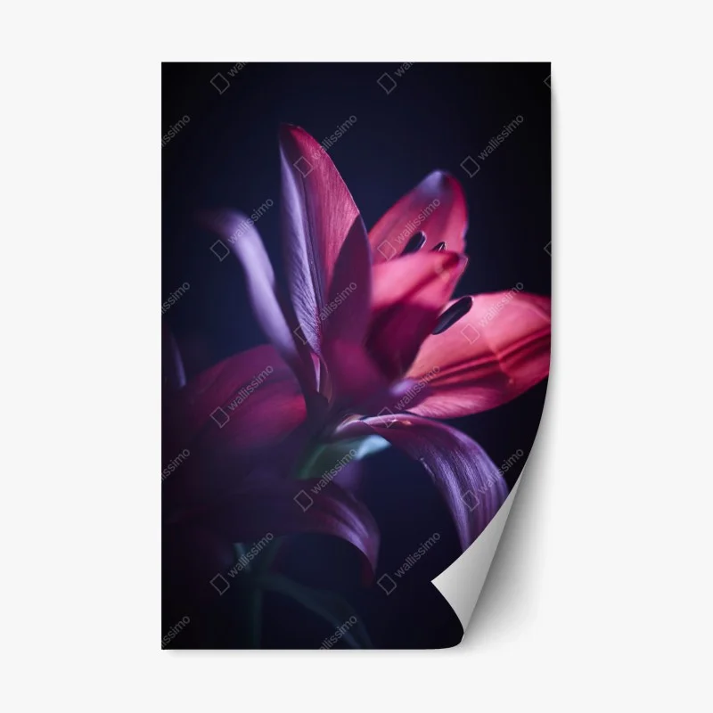 Biophil – Wallnifity®