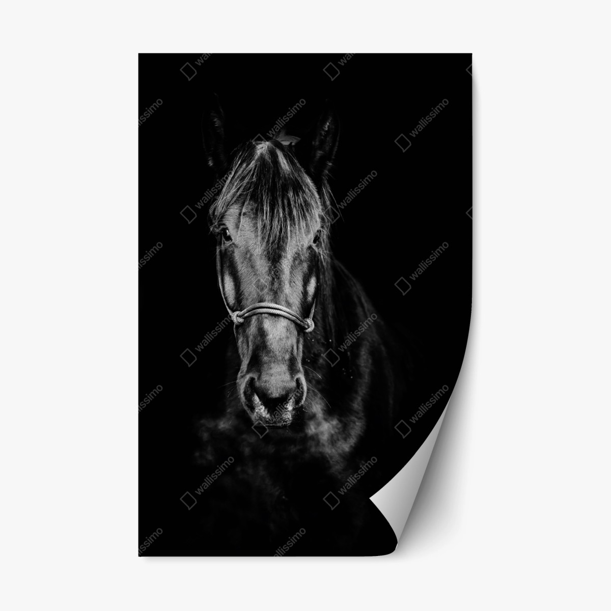 Repositionierbarer Aufkleber dramatisches pferdeporträt in monochrom – Wallnifity®