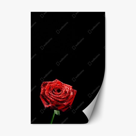 Repositionierbarer Aufkleber rote rose mit tautröpfchen vor schwarzem hintergrund – Wallnifity®