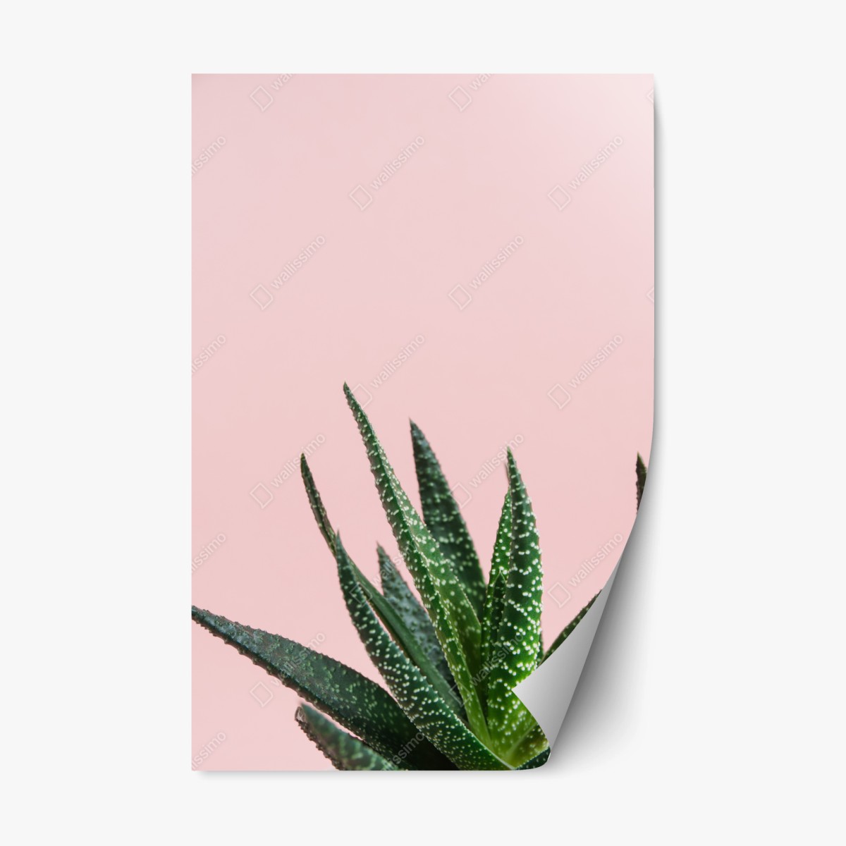 Repositionierbarer Aufkleber grüner aloes auf rosa hintergrund – Wallnifity®