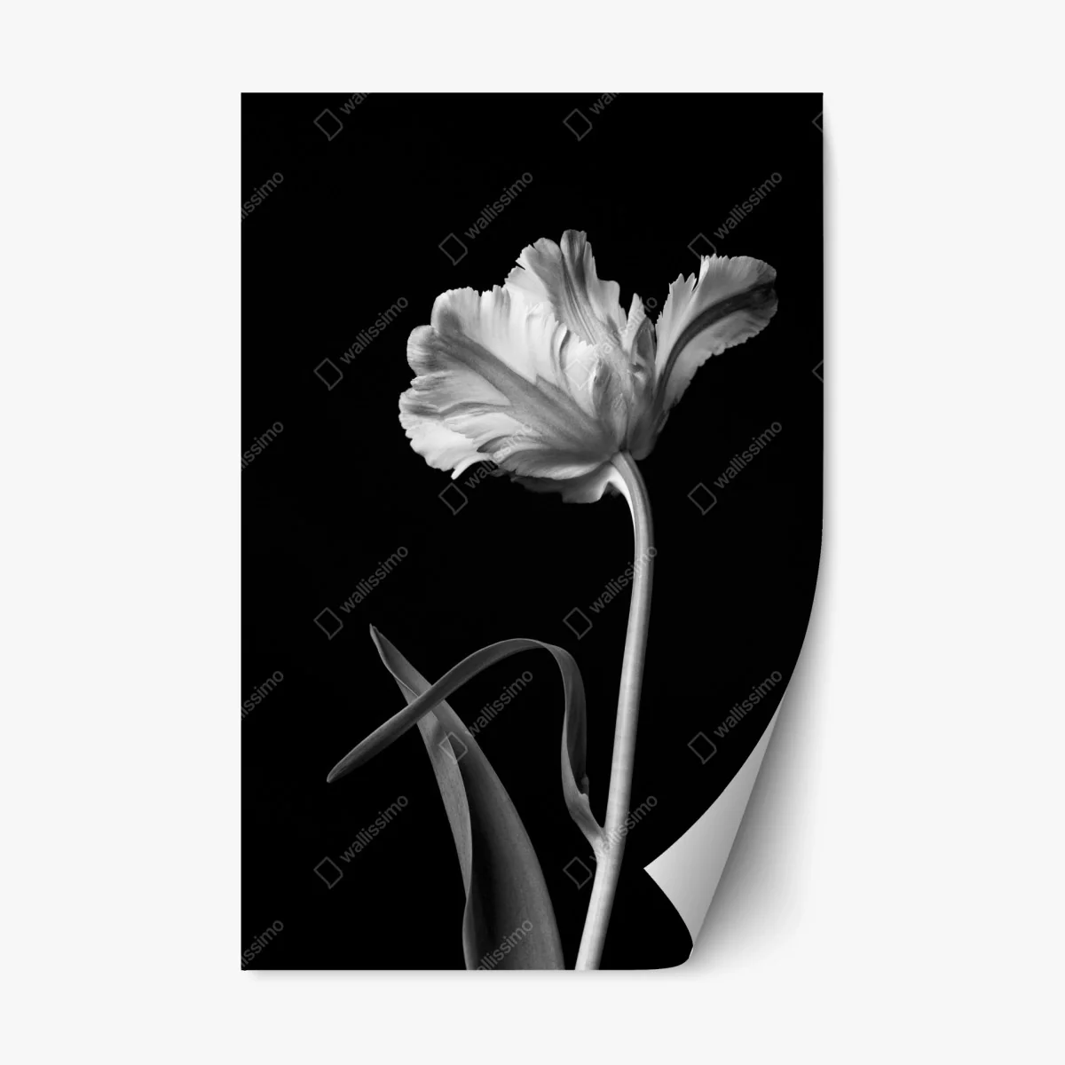Repositionierbarer Aufkleber elegante monochrome tulpe – Wallnifity® Repositionierbarer Aufkleber elegante monochrome tulpe – Wallnifity®