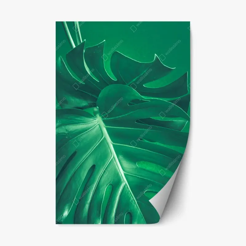Repositionierbarer Aufkleber prächtiges monstera-blatt nahaufnahme