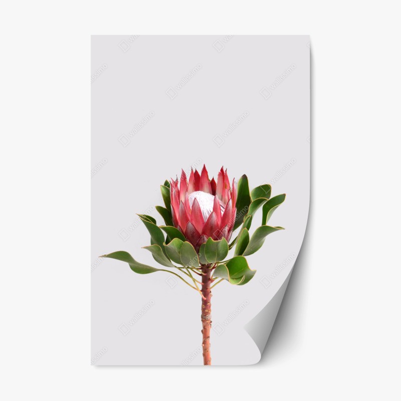 Blumen – Wallnifity®