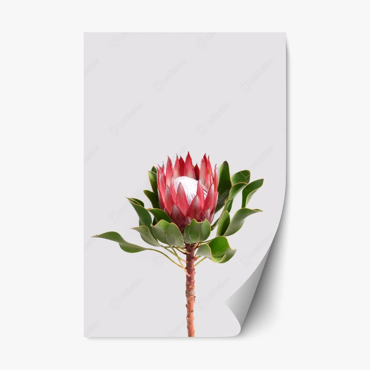 Repositionierbarer Aufkleber rosa protea auf neutralem hintergrund – Wallnifity® Repositionierbarer Aufkleber rosa protea auf neutralem hintergrund – Wallnifity®