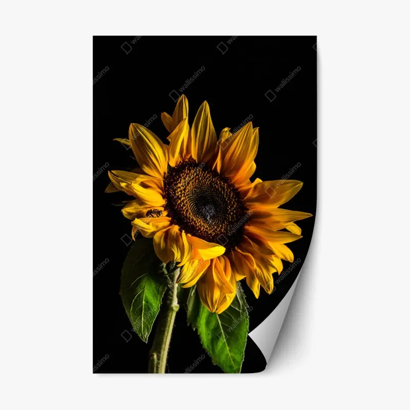 Repositionierbarer Aufkleber goldene sonnenblume in nahaufnahme