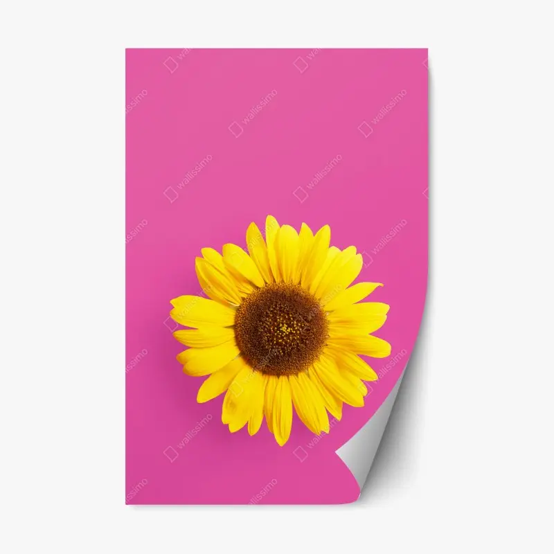 Repositionierbarer Aufkleber leuchtende sonnenblume auf rosa hintergrund