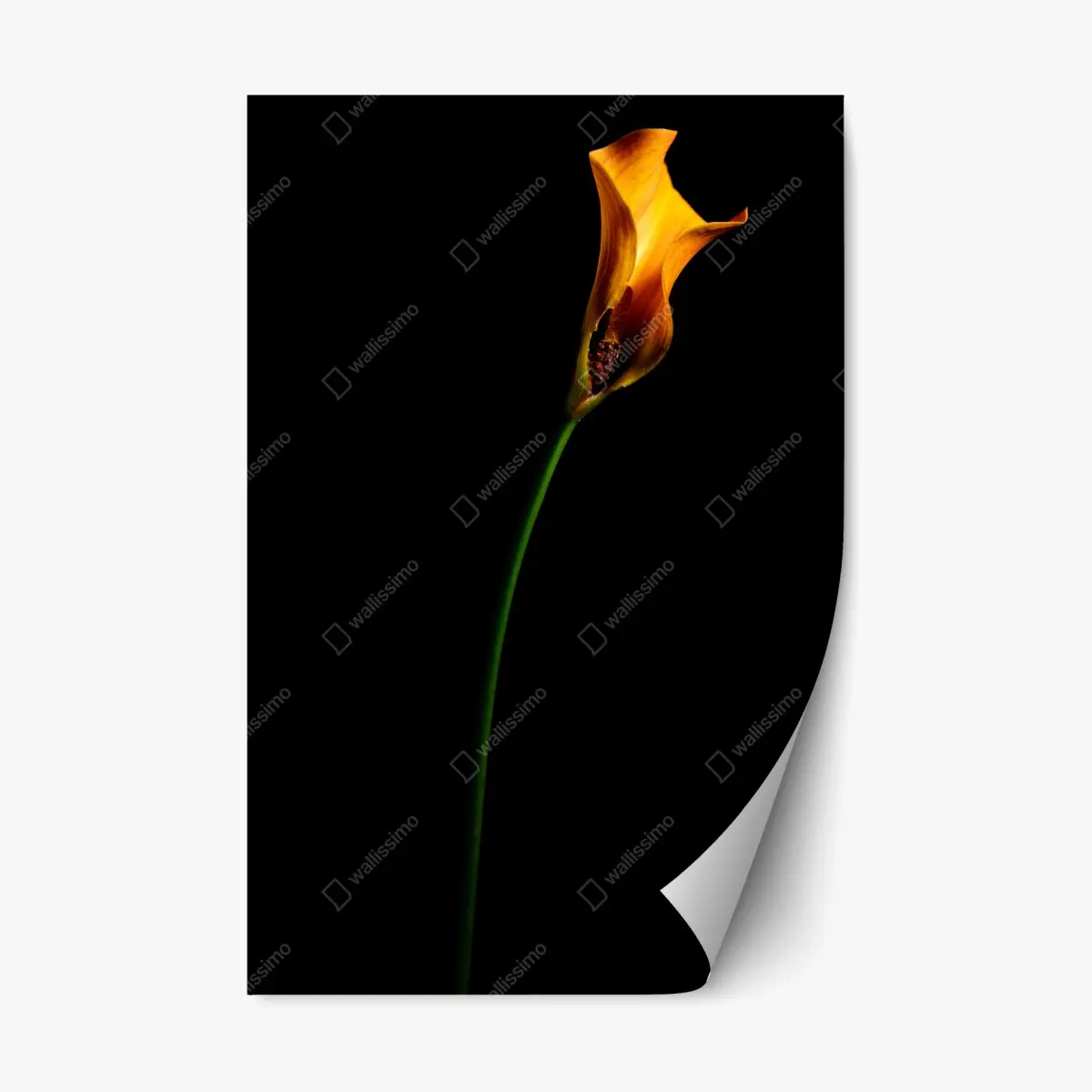 Repositionierbarer Aufkleber goldene calla auf schwarzem hintergrund – Wallnifity®