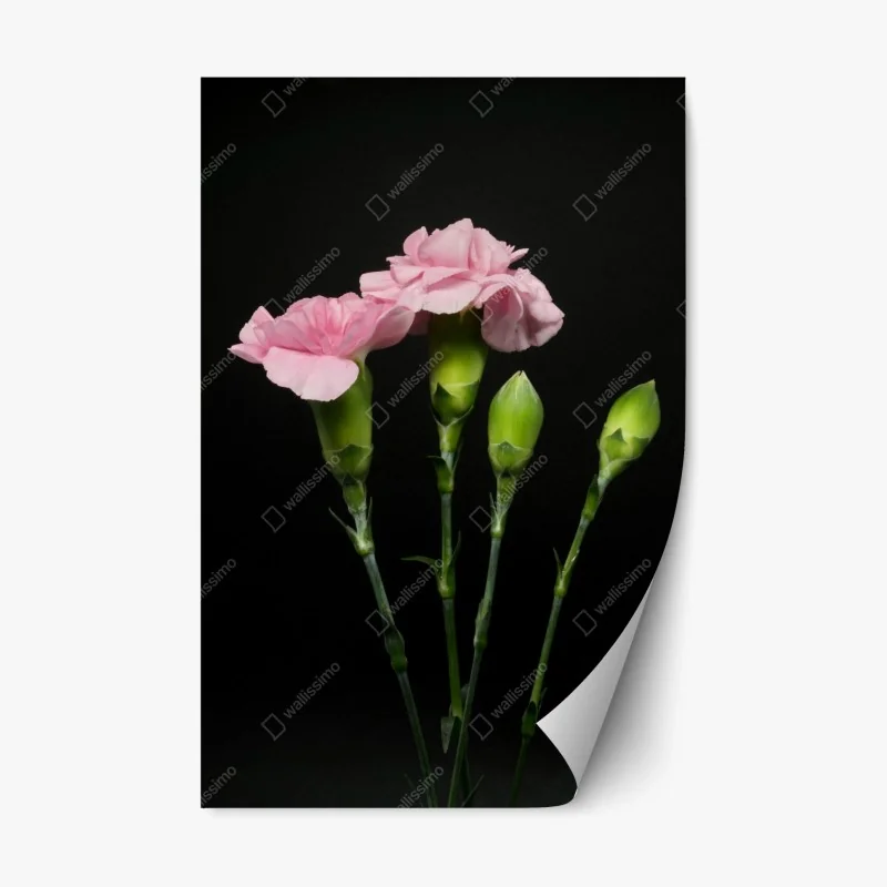 Repositionierbarer Aufkleber rosa nelken vor schwarzem hintergrund – Wallnifity®