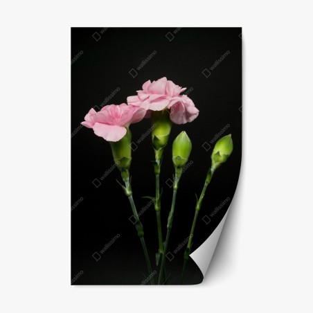 Repositionierbarer Aufkleber rosa nelken vor schwarzem hintergrund – Wallnifity®