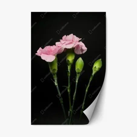 Repositionierbarer Aufkleber rosa nelken vor schwarzem hintergrund – Wallnifity®