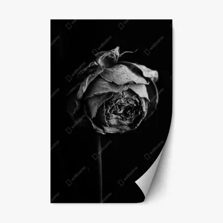 Repositionierbarer Aufkleber monochrome getrocknete rose – Wallnifity®