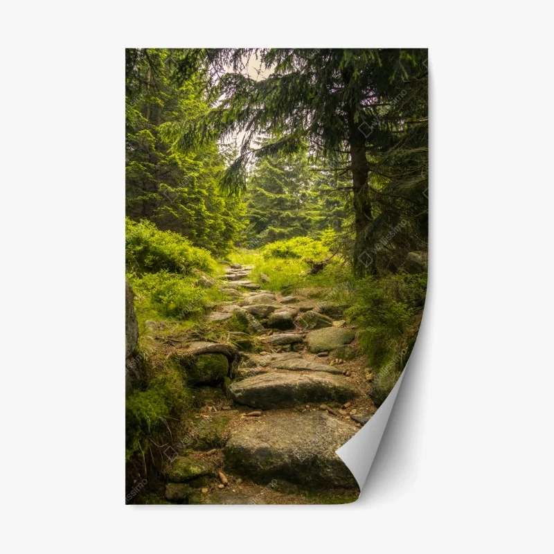 Repositionierbarer Aufkleber ruhiger waldweg durch nadelwald