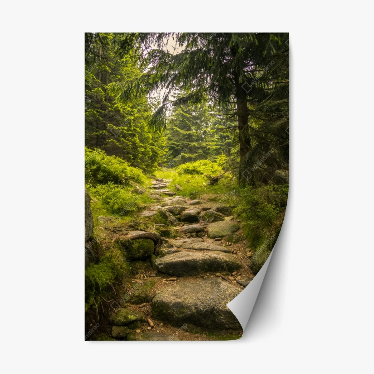 Repositionierbarer Aufkleber ruhiger waldweg durch nadelwald – Wallnifity® Repositionierbarer Aufkleber ruhiger waldweg durch nadelwald – Wallnifity®