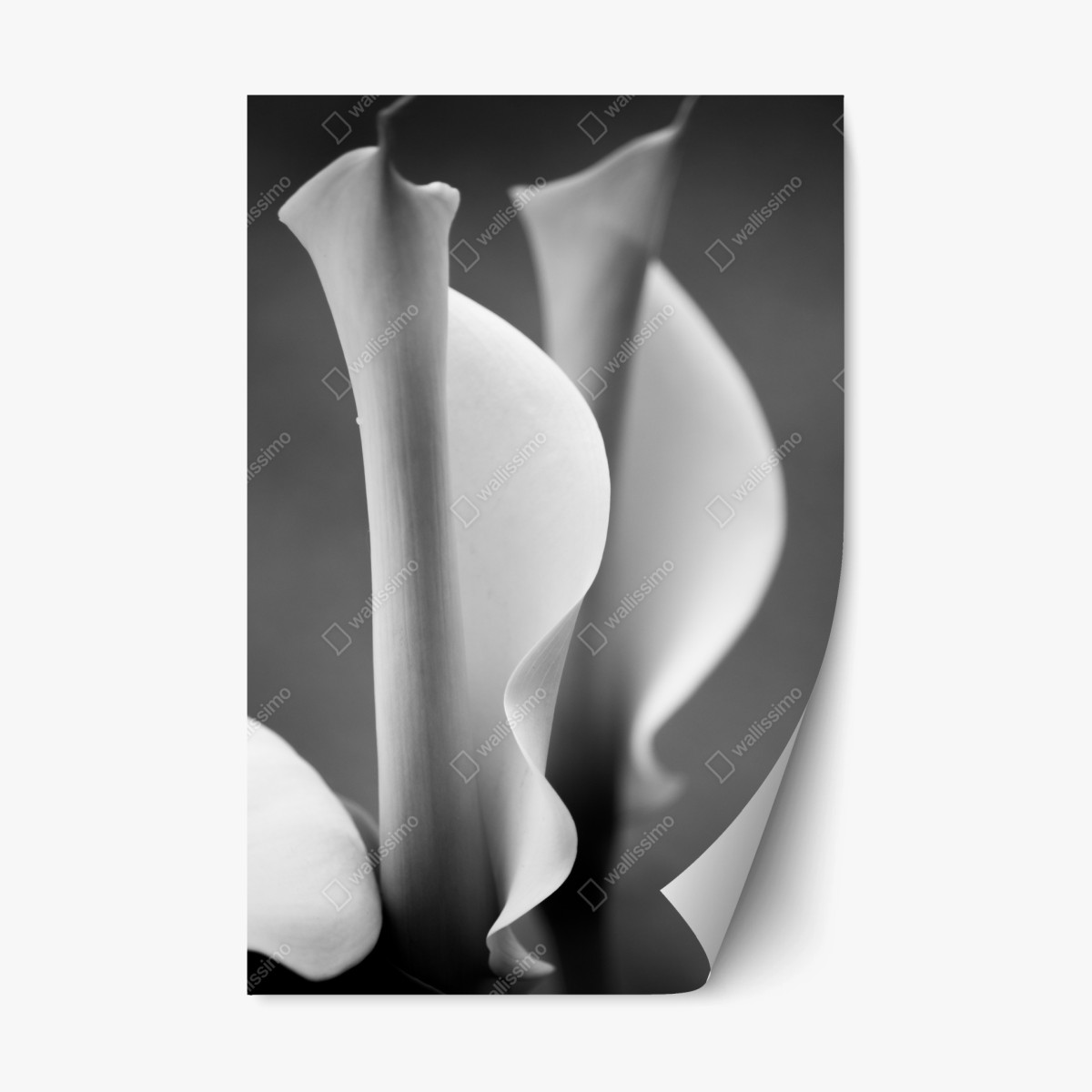 Repositionierbarer Aufkleber elegante calla-lilien in monochrom – Wallnifity®