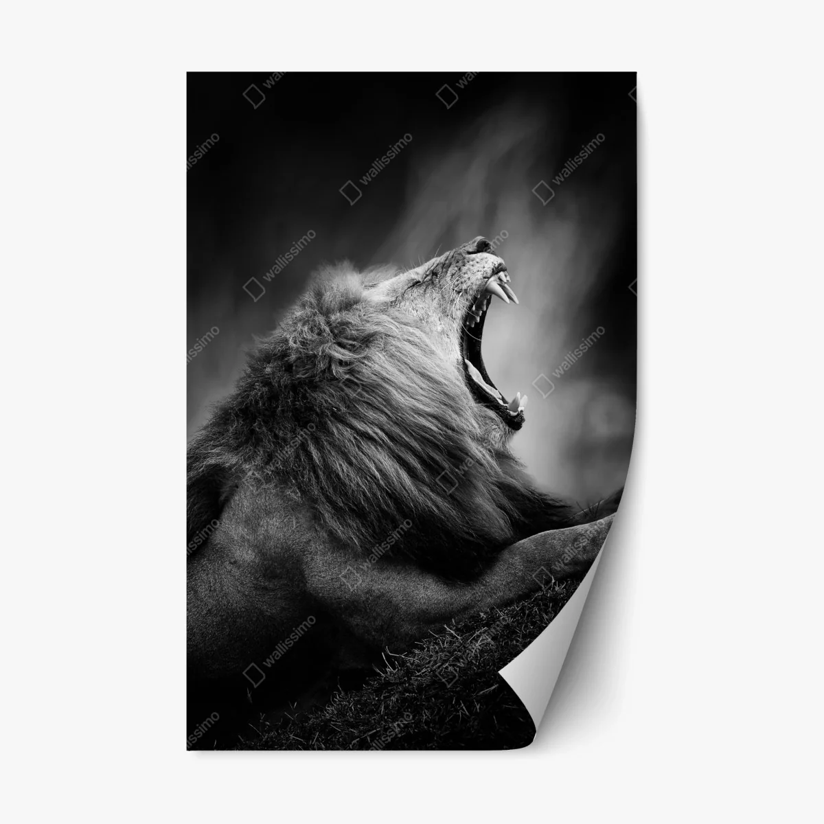 Repositionierbarer Aufkleber majestätischer brüllender löwe in monochrom – Wallnifity® Repositionierbarer Aufkleber majestätischer brüllender löwe in monochrom – Wallnifity®