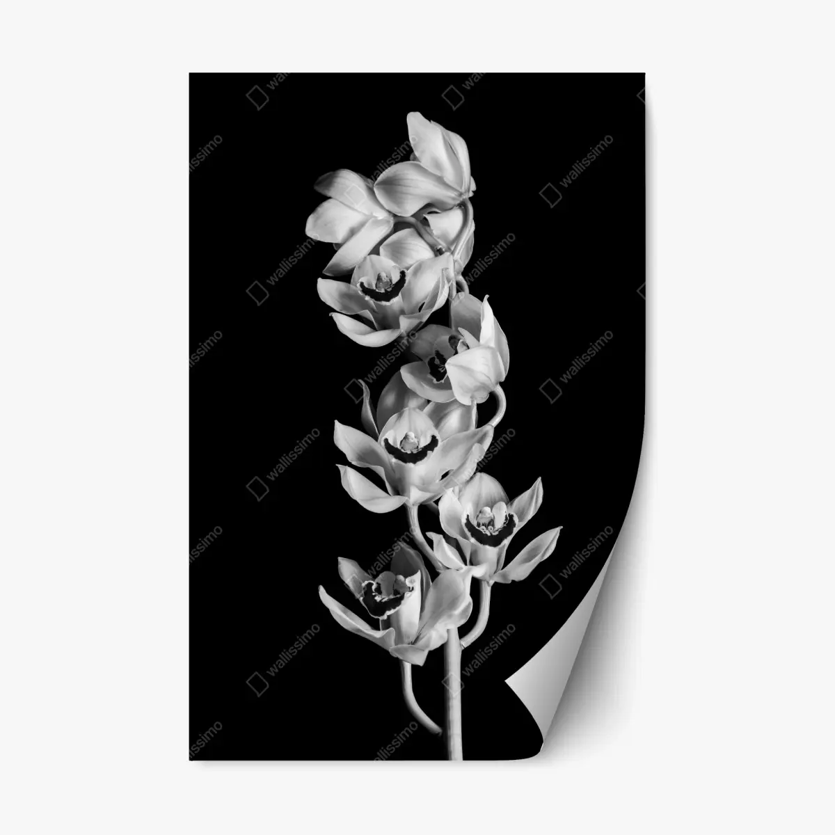 Repositionierbarer Aufkleber eleganter monochromer orchideenstiel – Wallnifity®